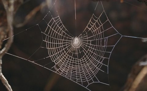 蜘蛛牌限定版收藏套装展示，精美磁吸礼盒打开后露出多副不同系列的蜘蛛牌扑克，包装设计精良、工艺考究